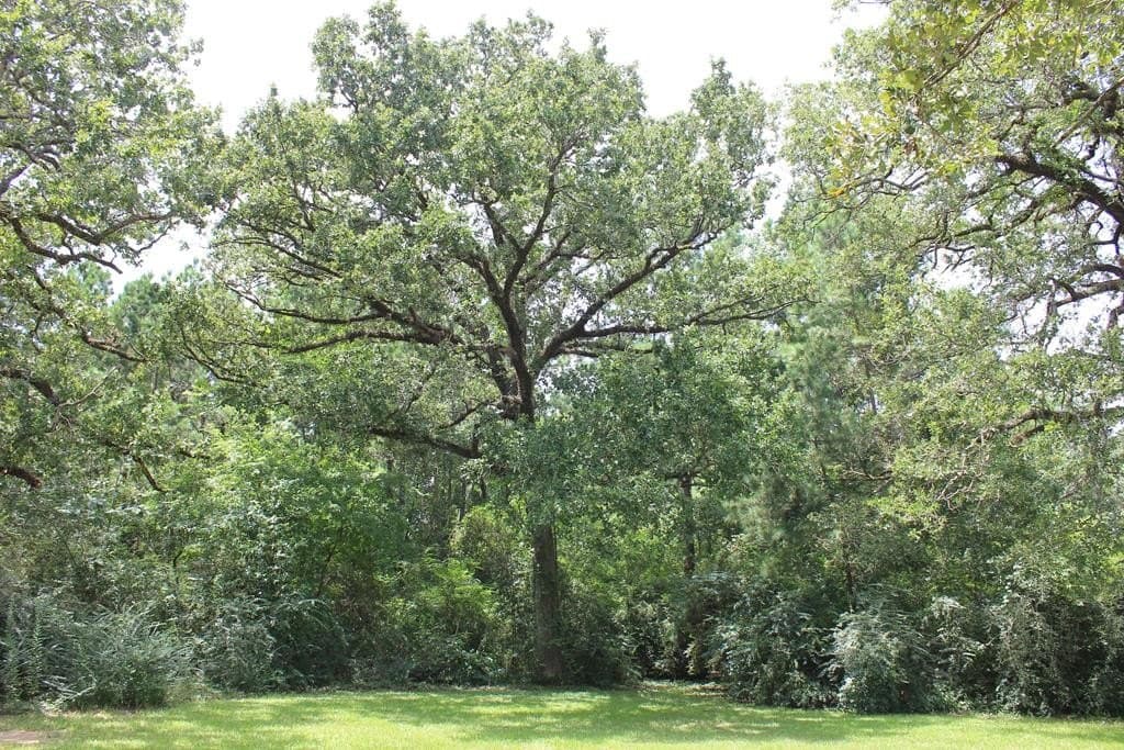 1 acres in Texas County - photo 13