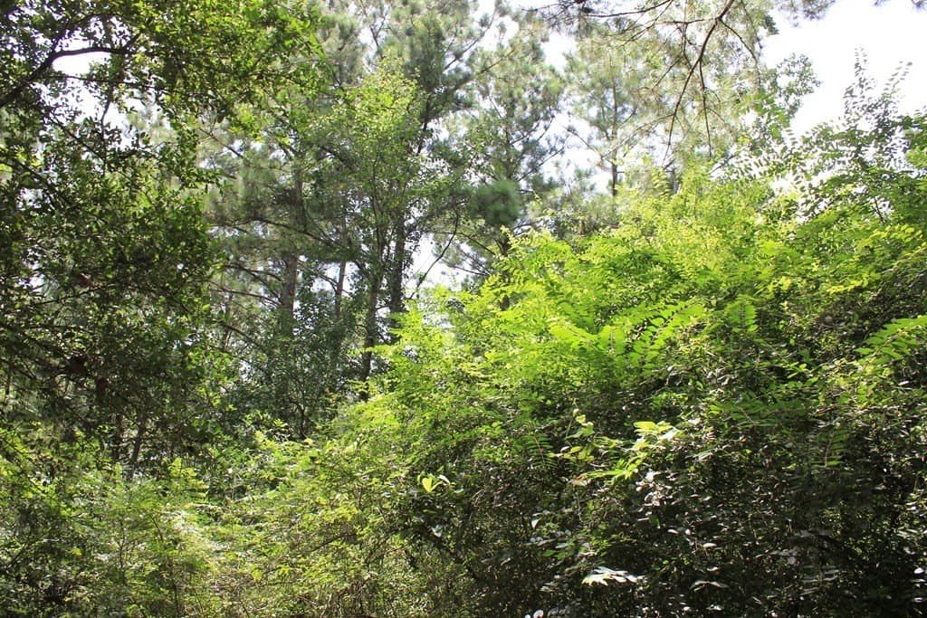 1 acres in Texas County gallery image 3