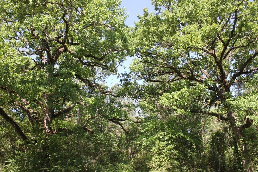 1 acres in Texas County - photo 14