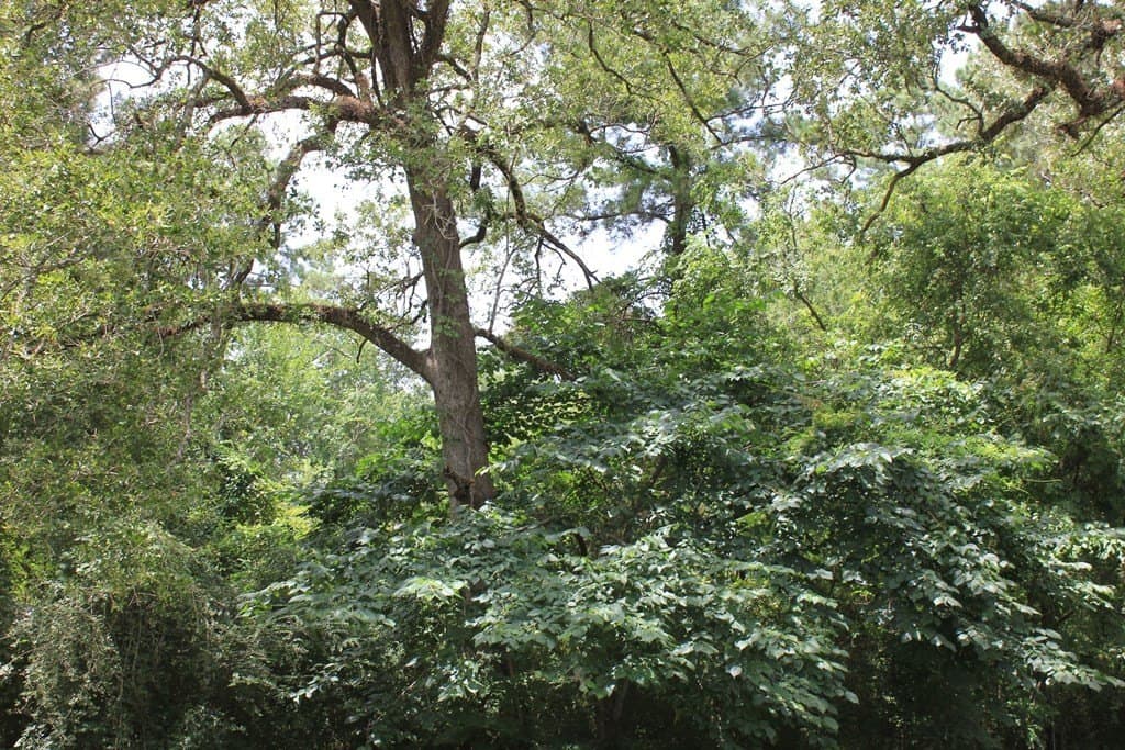1 acres in Texas County featured view