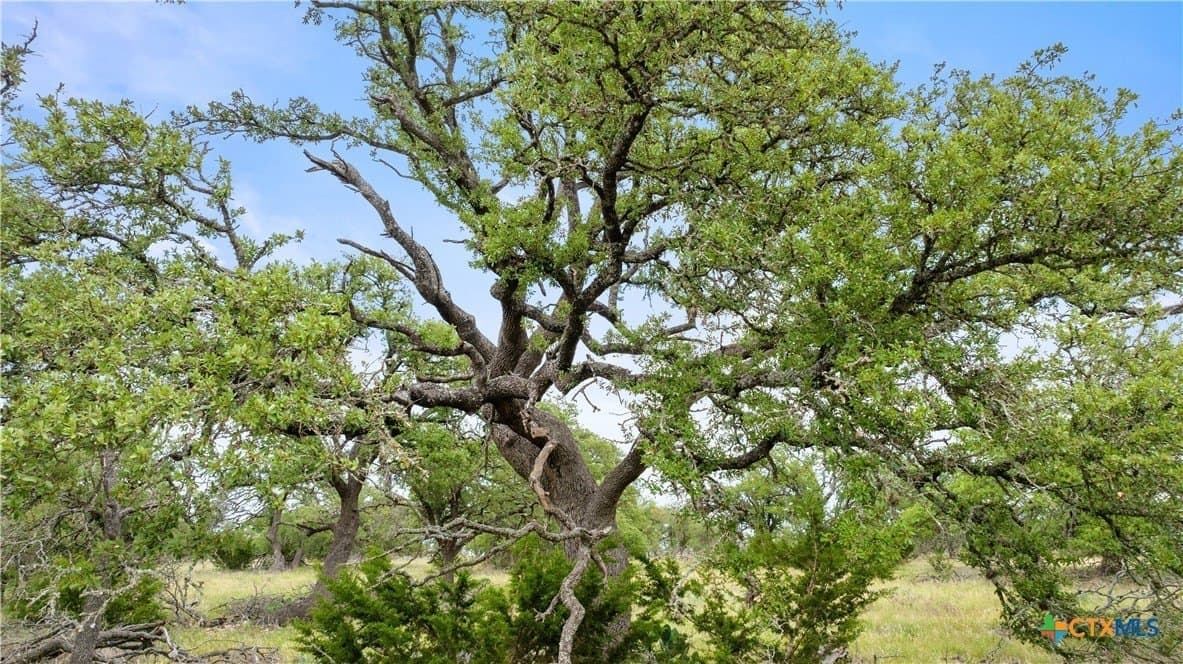 219.46 acres in Gillespie County - photo 41