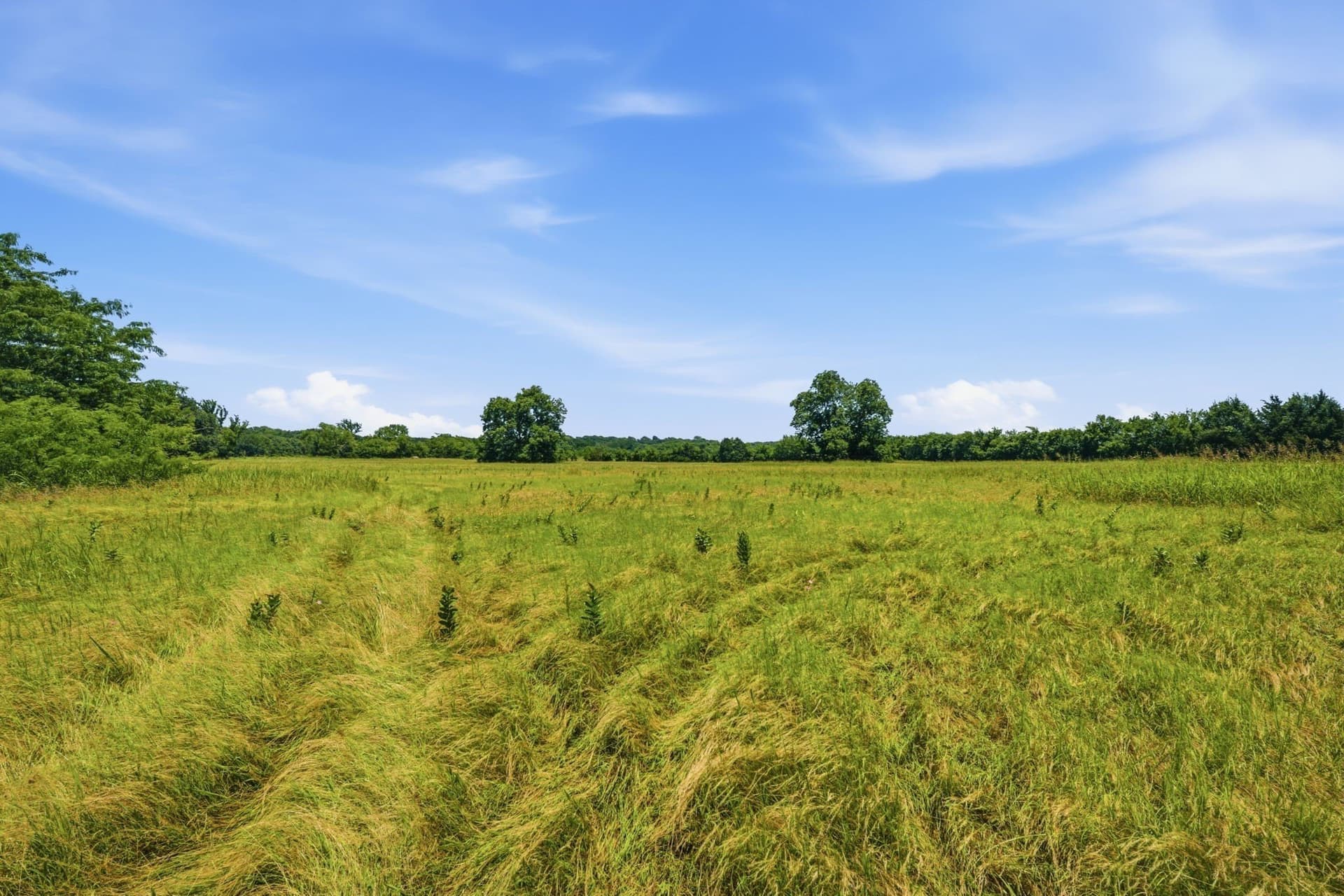47.88 acres in Grayson County gallery image 3