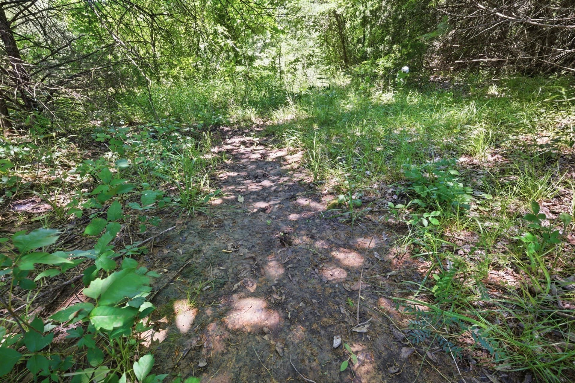 47.88 acres in Grayson County - photo 31