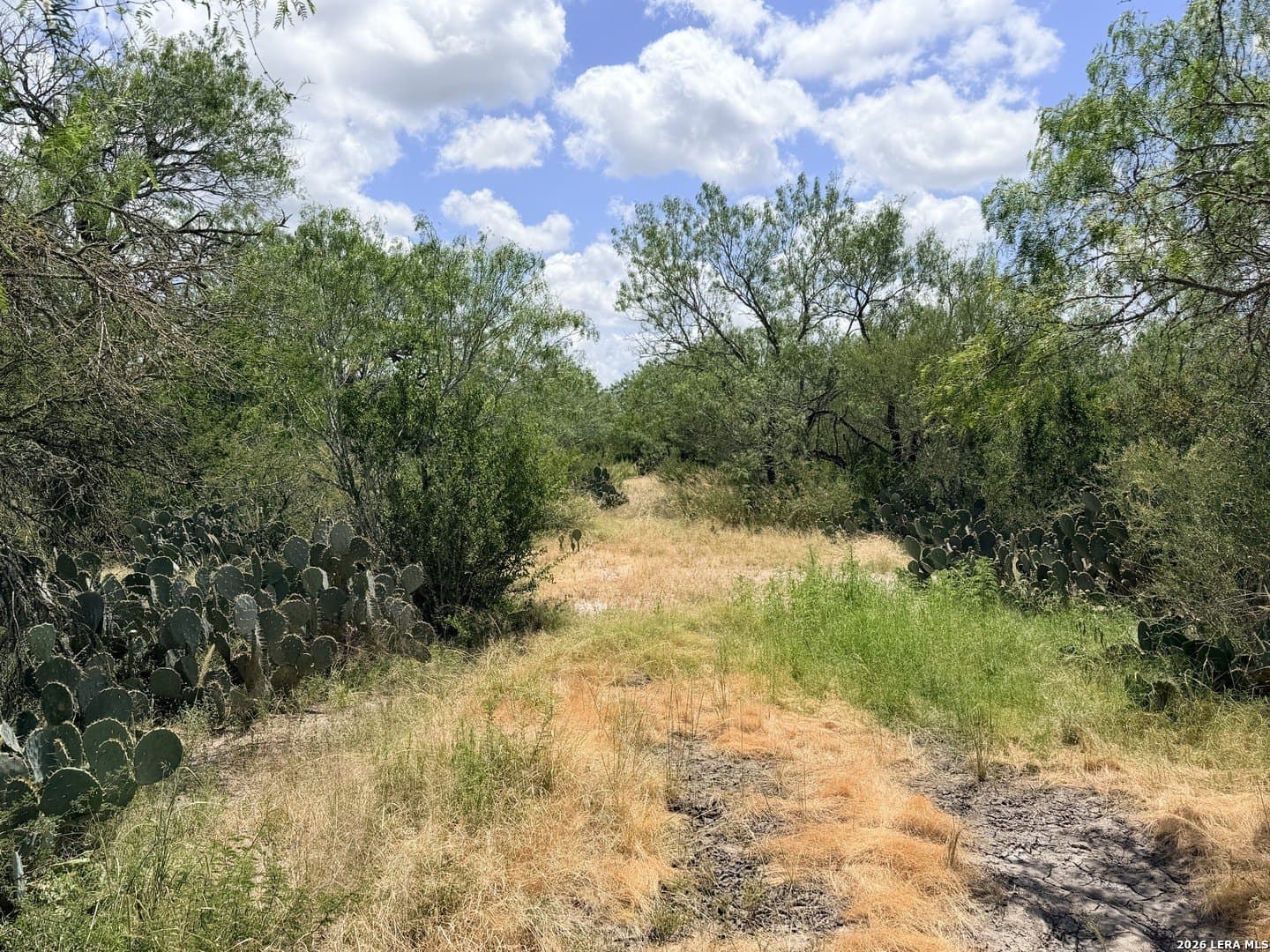 69.67 acres in Atascosa County gallery image 2