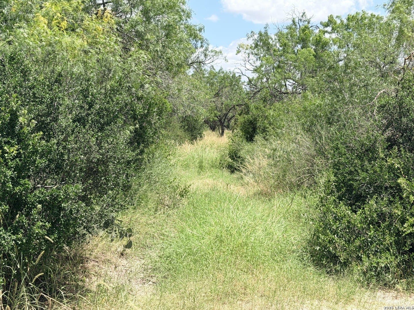 69.67 acres in Atascosa County gallery image 3
