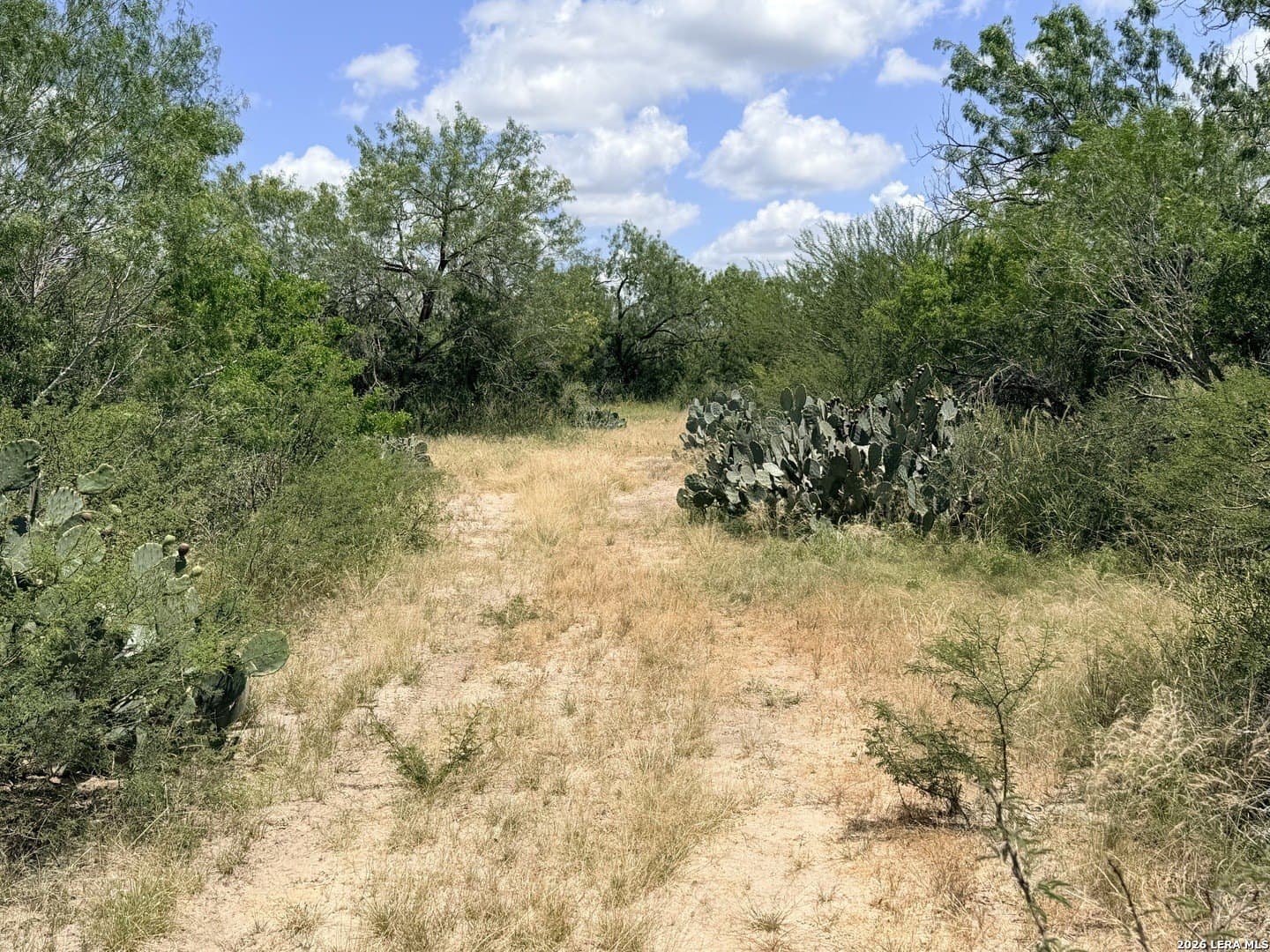 69.67 acres in Atascosa County gallery image 4