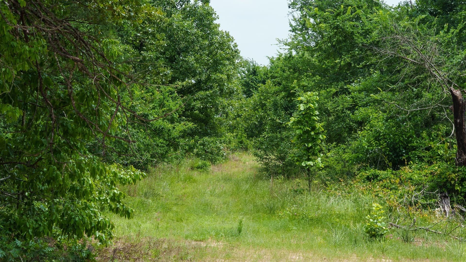470.4 acres in Van Zandt County - photo 4