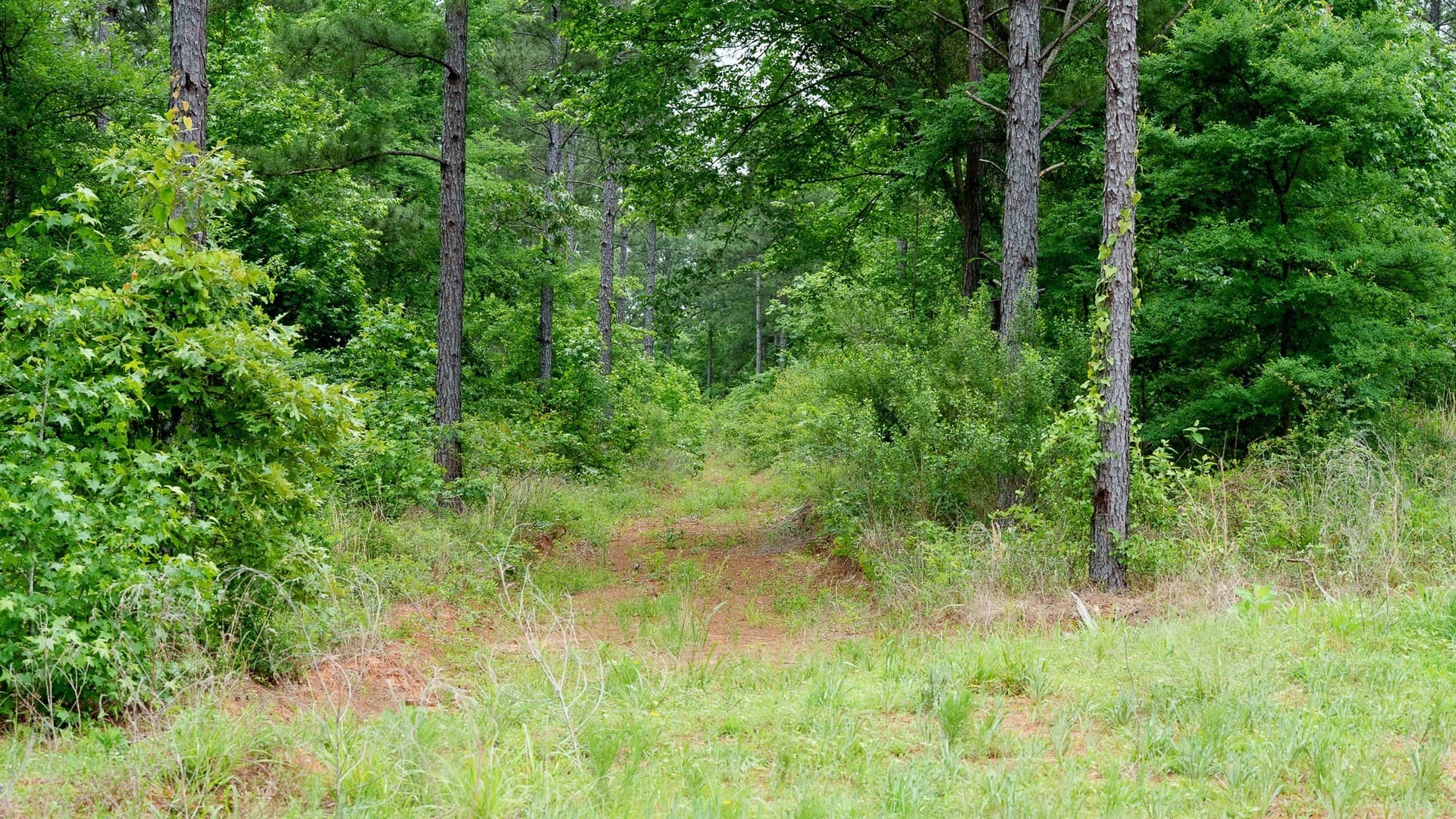 470.4 acres in Van Zandt County - photo 8