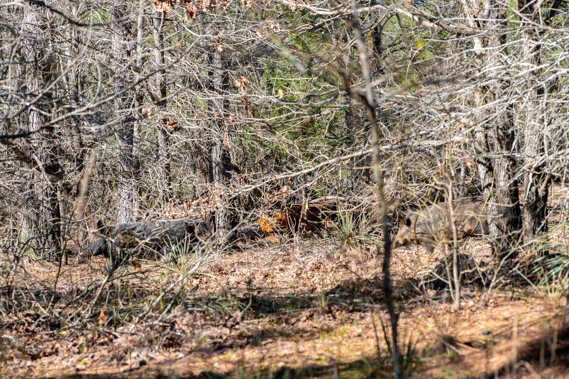 470.4 acres in Van Zandt County - photo 30