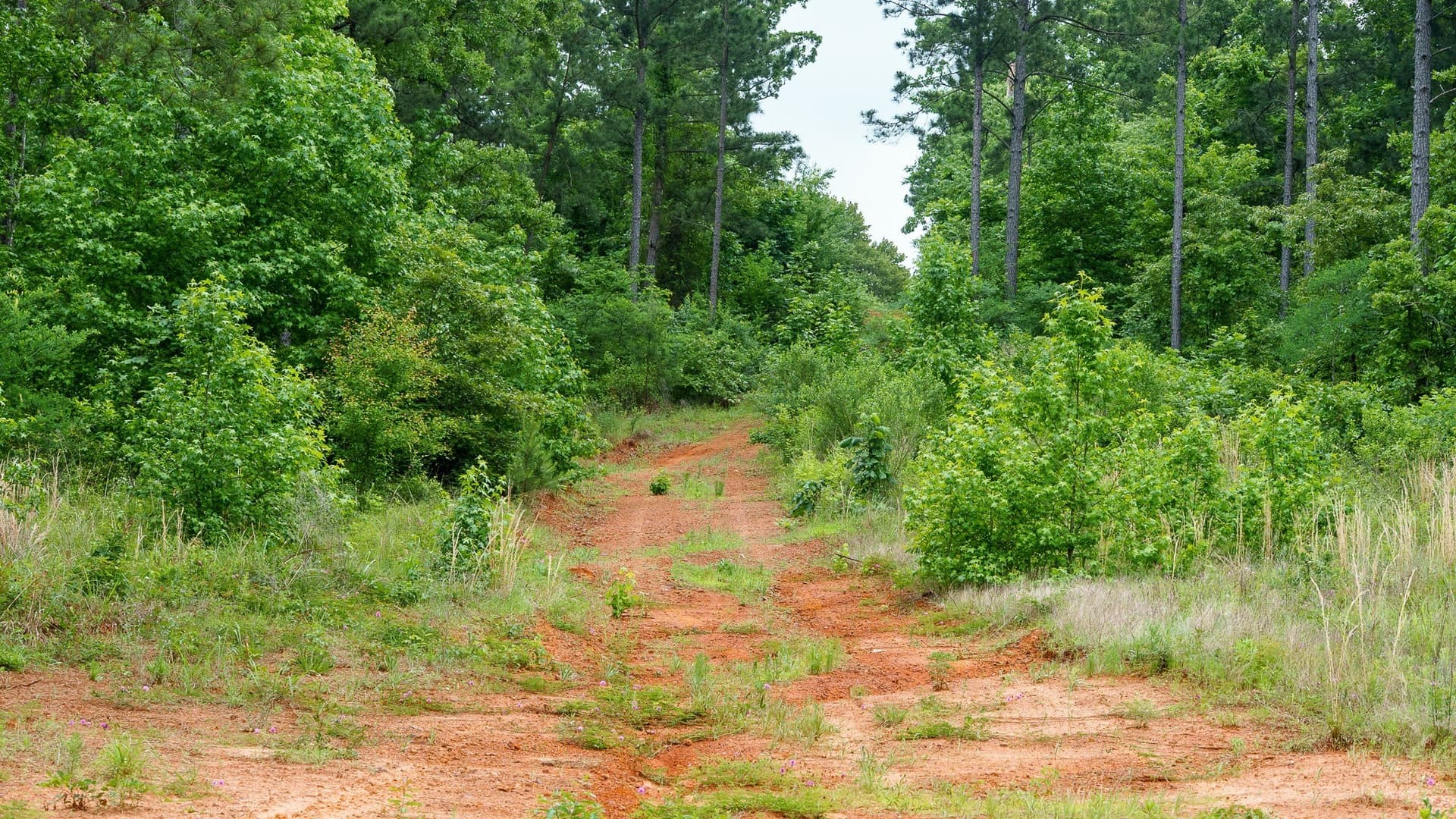 470.4 acres in Van Zandt County - photo 9