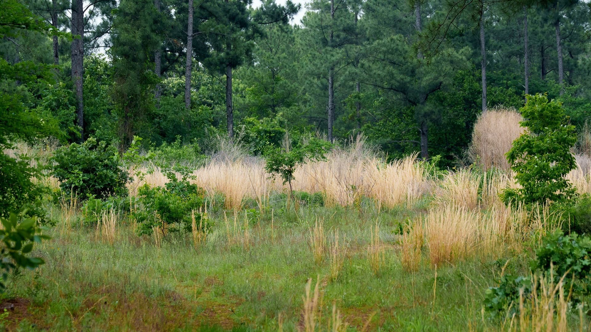 470.4 acres in Van Zandt County - photo 21