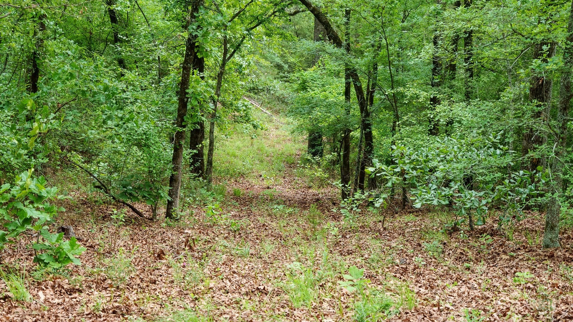 470.4 acres in Van Zandt County - photo 10