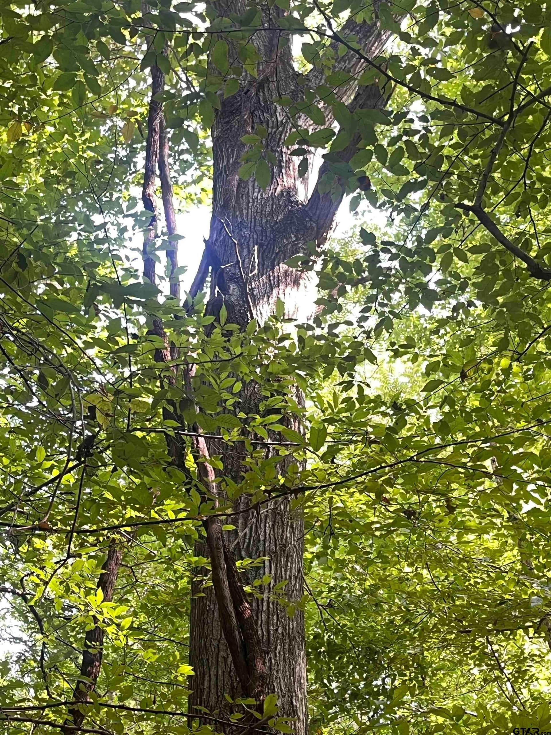 117.2 acres in Cherokee County - photo 33
