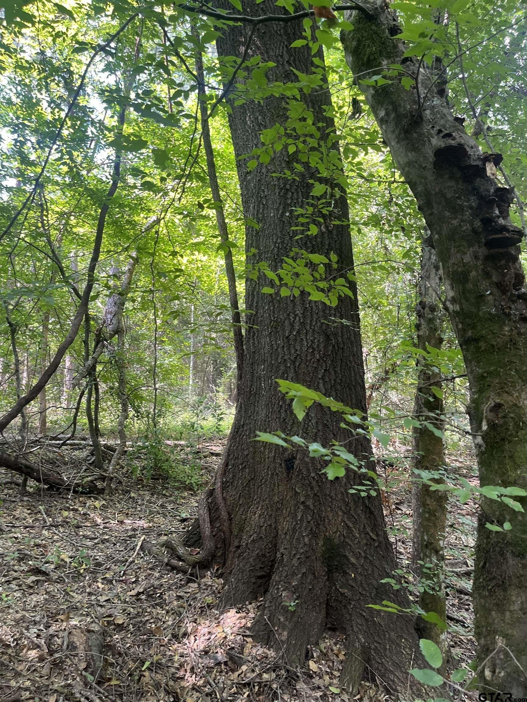 117.2 acres in Cherokee County - photo 28