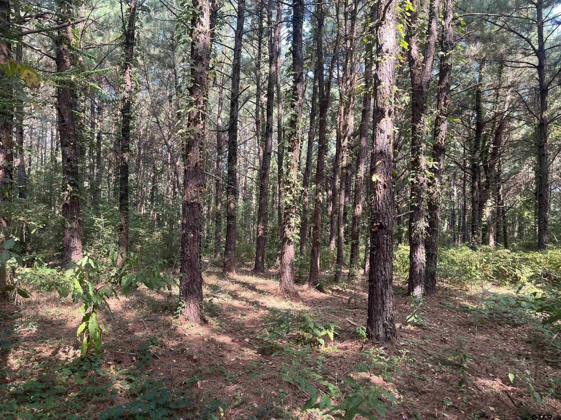 117.2 acres in Cherokee County - photo 16