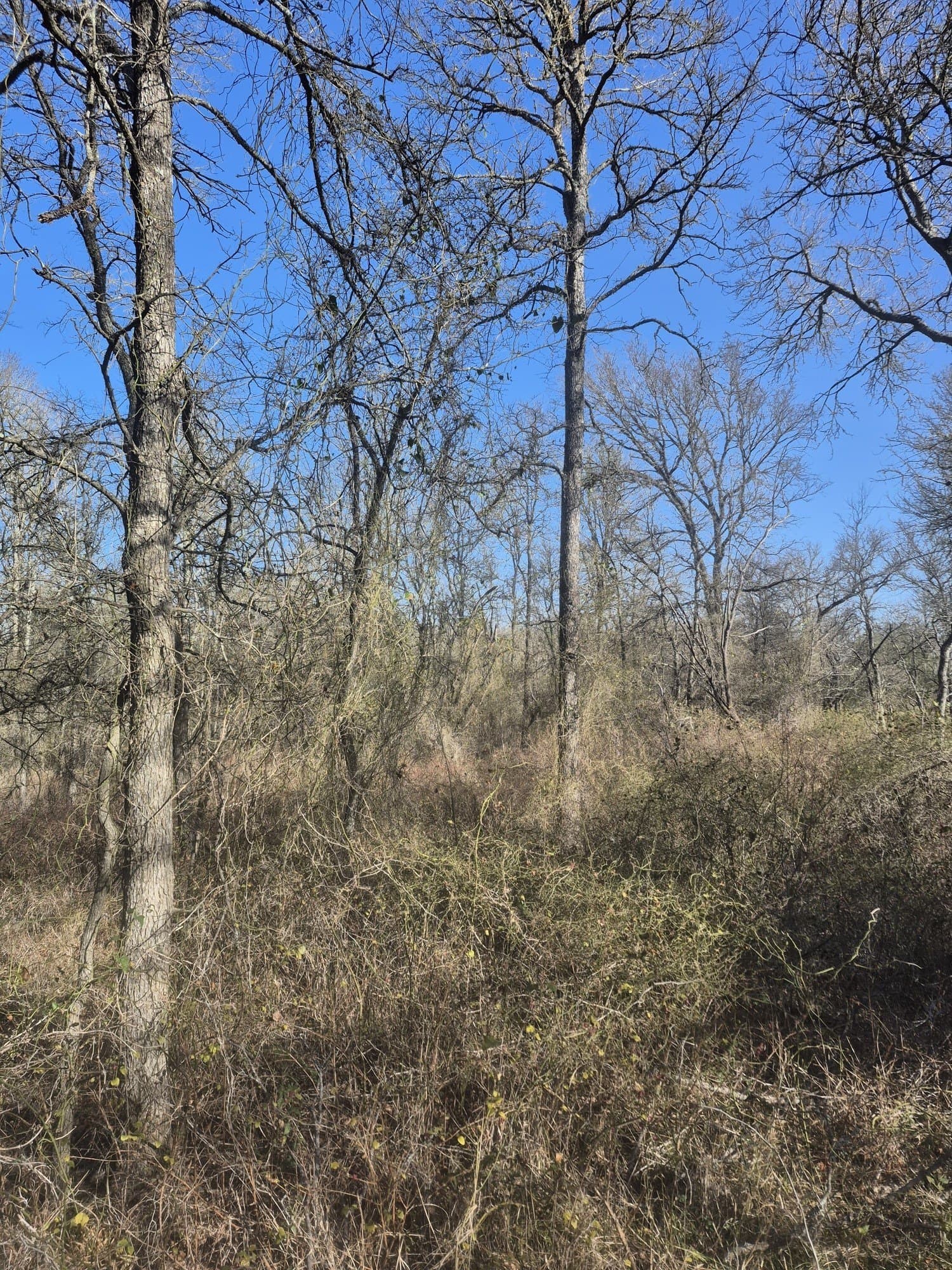 6.5 acres in Falls County - photo 6