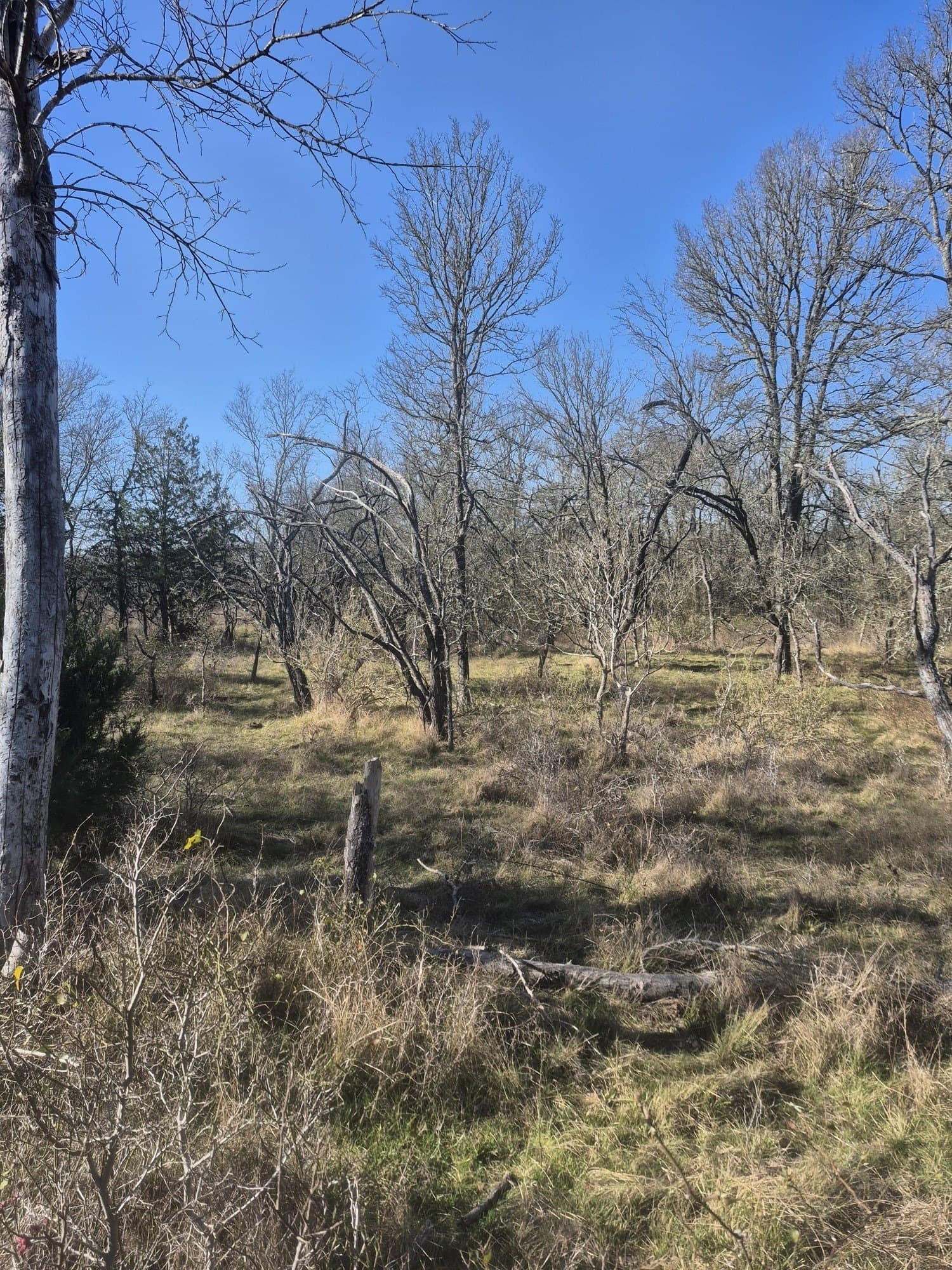 6.5 acres in Falls County gallery image 3