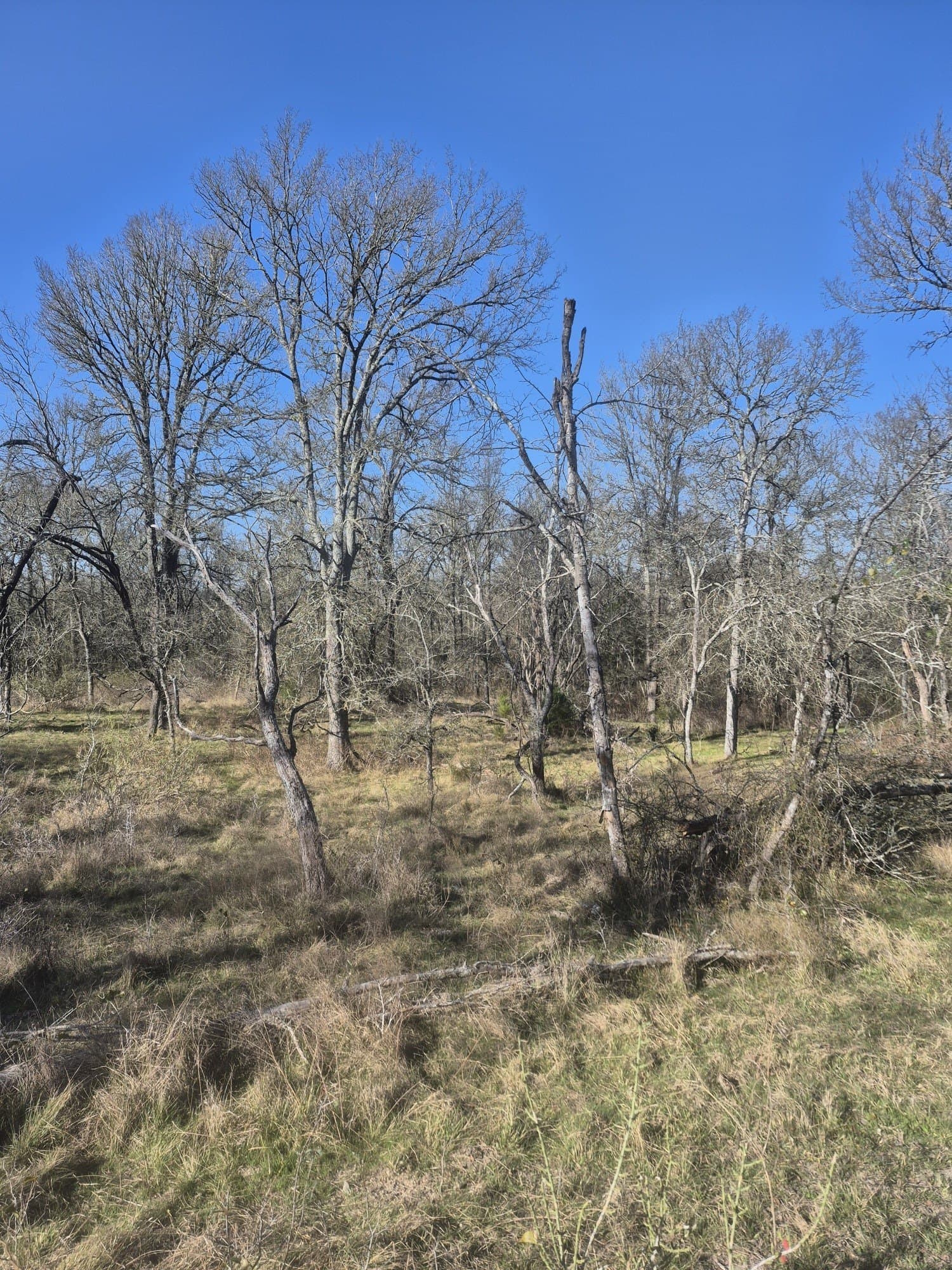6.5 acres in Falls County gallery image 2