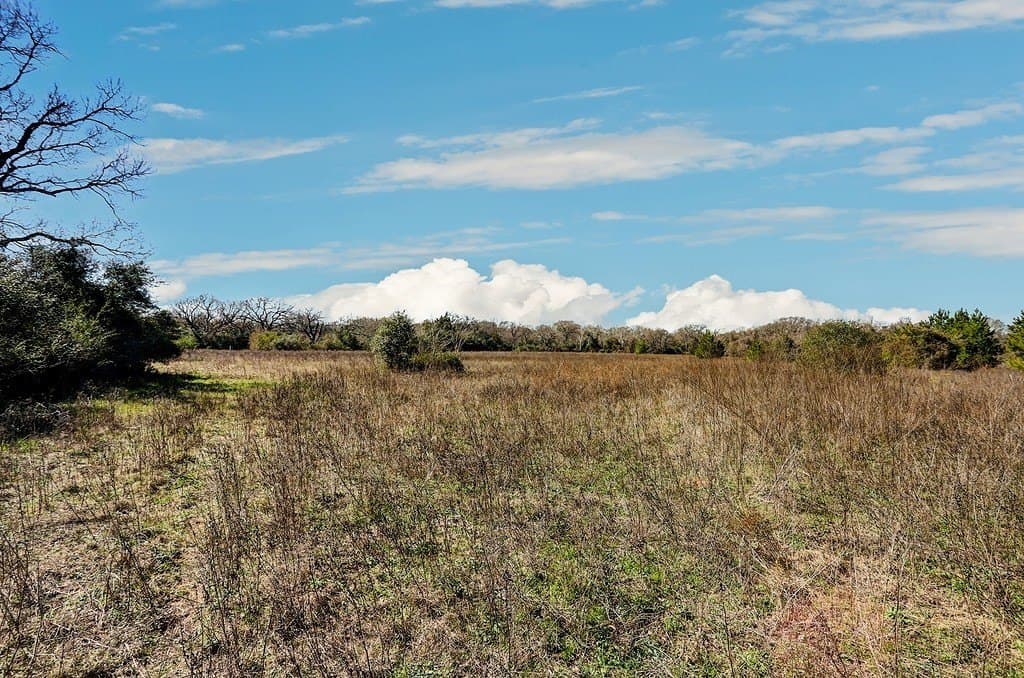 25.13 acres in Waller County gallery image 3