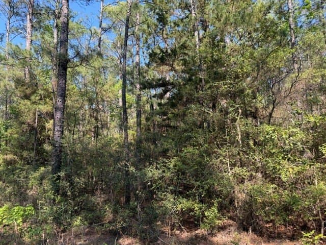 5.96 acres in Texas County - photo 6