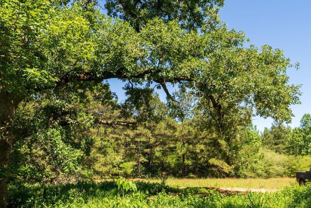 32 acres in Texas County - photo 6
