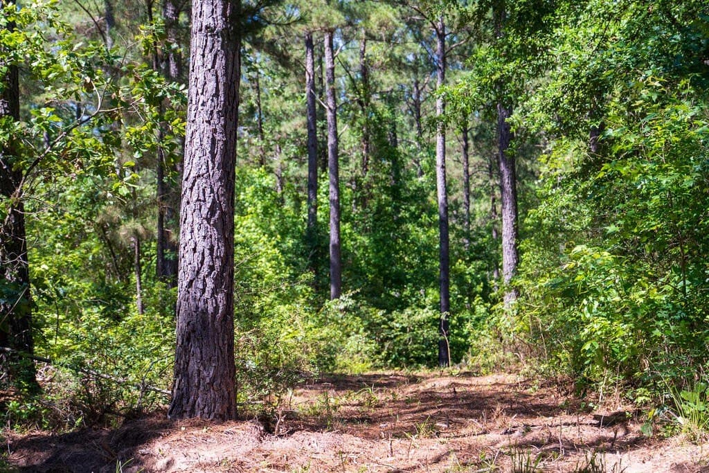 32 acres in Texas County - photo 8