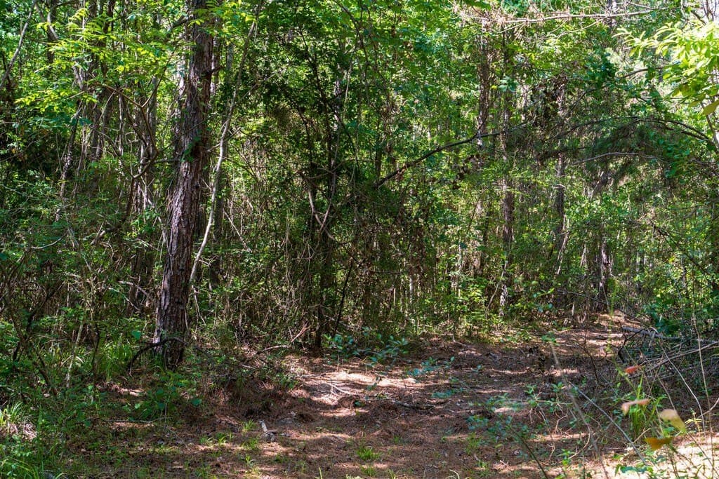32 acres in Texas County - photo 18