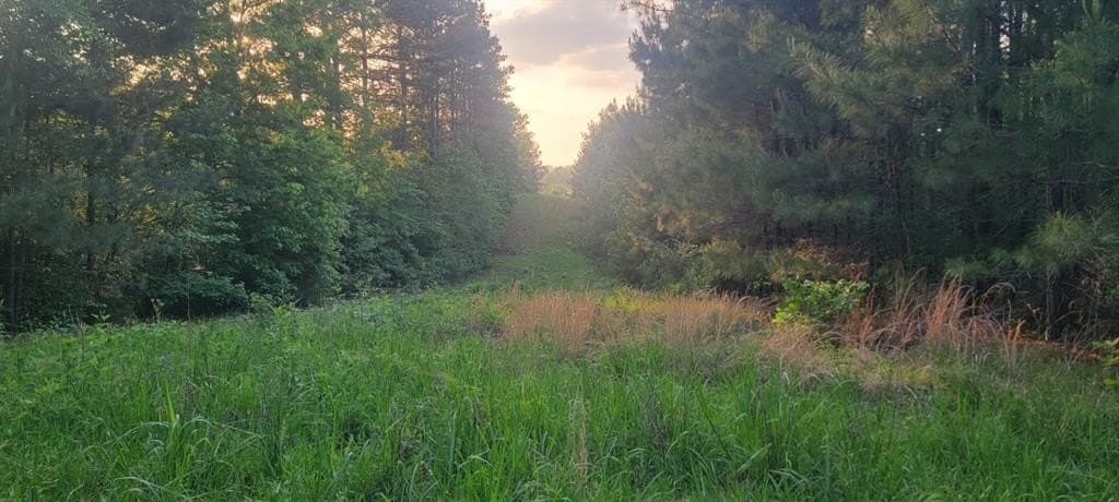 55.26 acres in Panola County gallery image 3