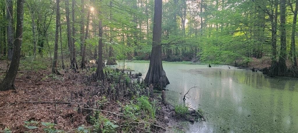 55.26 acres in Panola County