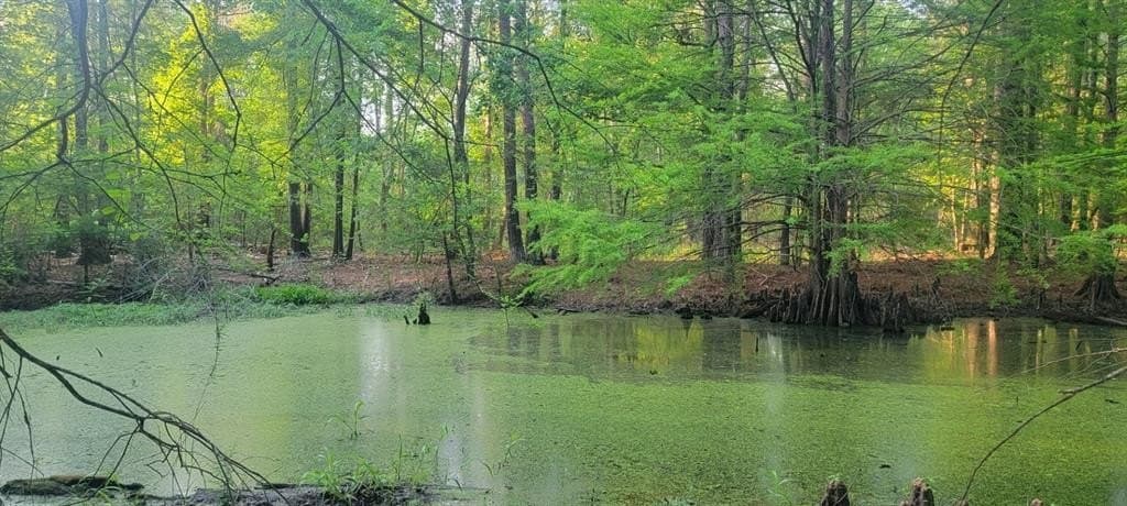 55.26 acres in Panola County gallery image 2