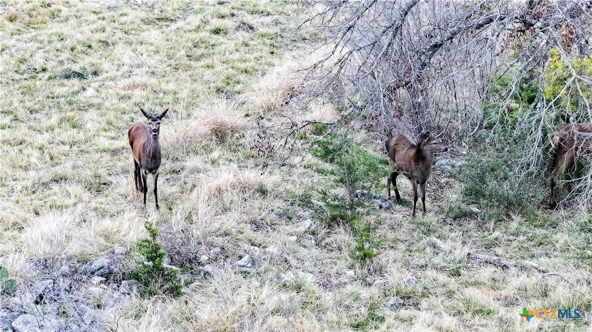 10.4 acres in Burnet County gallery image 2