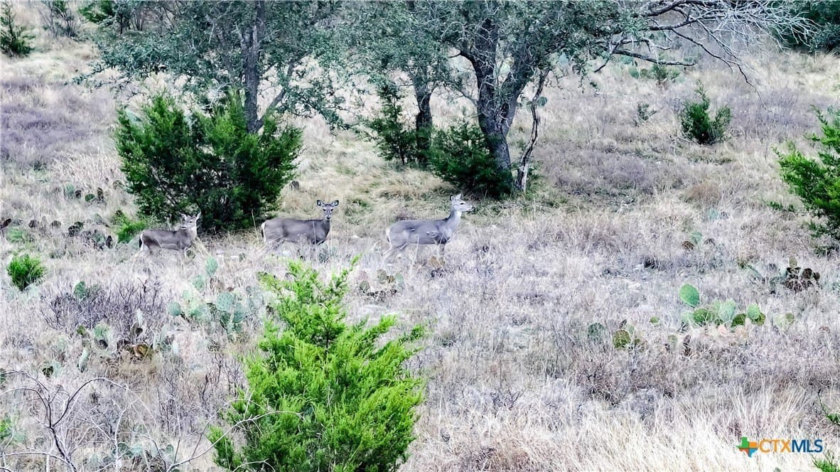 10.4 acres in Burnet County - photo 6