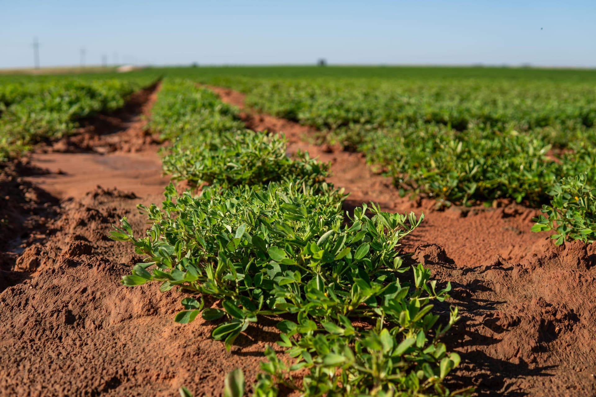 292 acres in Gaines County featured view