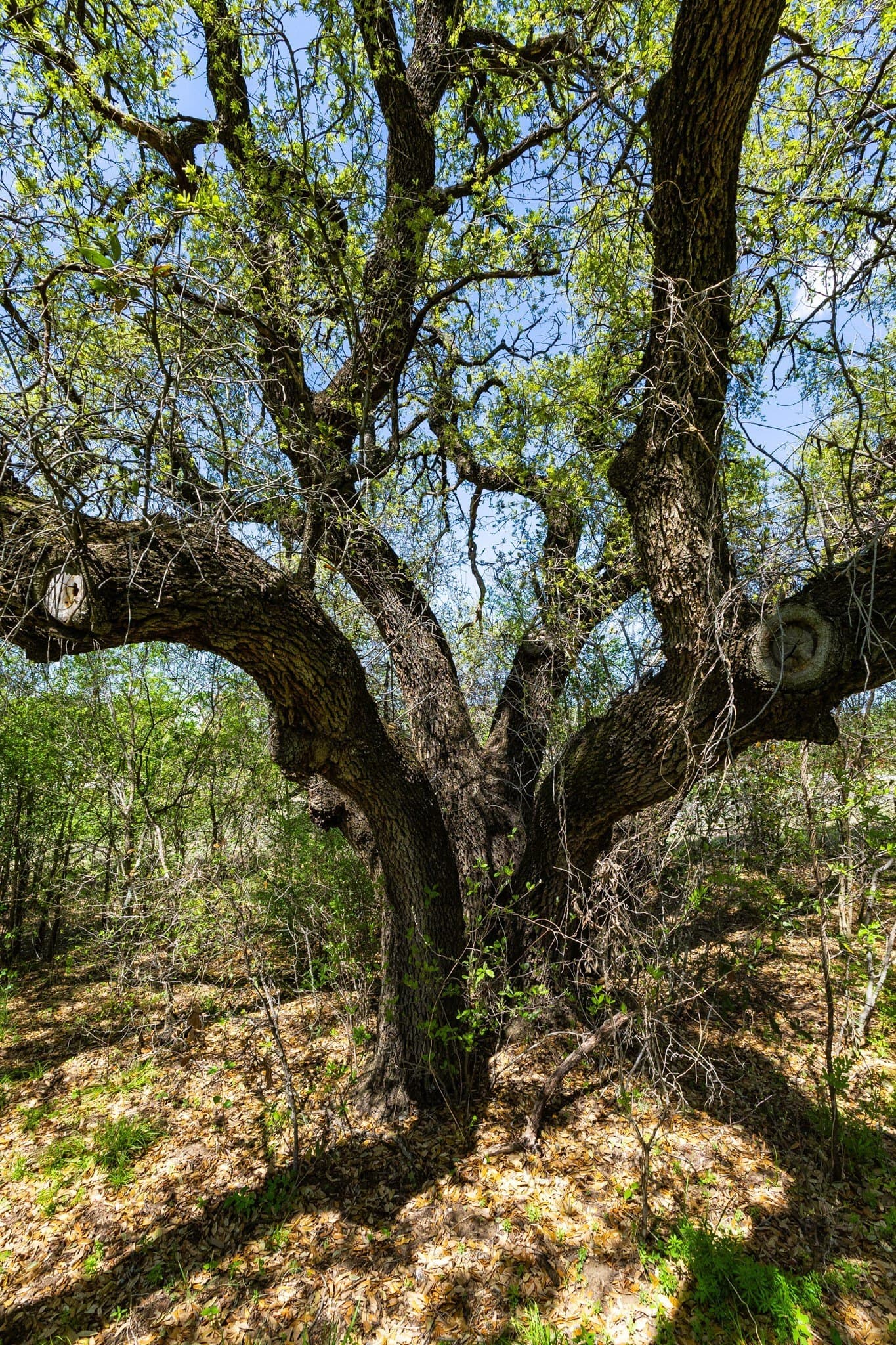 2.01 acres in Palo Pinto County - photo 12