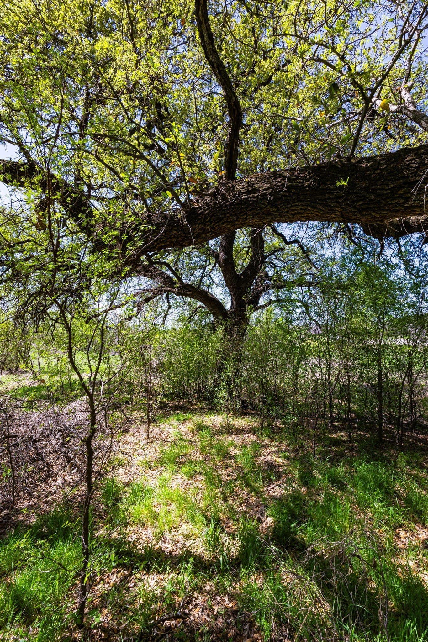 2.01 acres in Palo Pinto County - photo 6