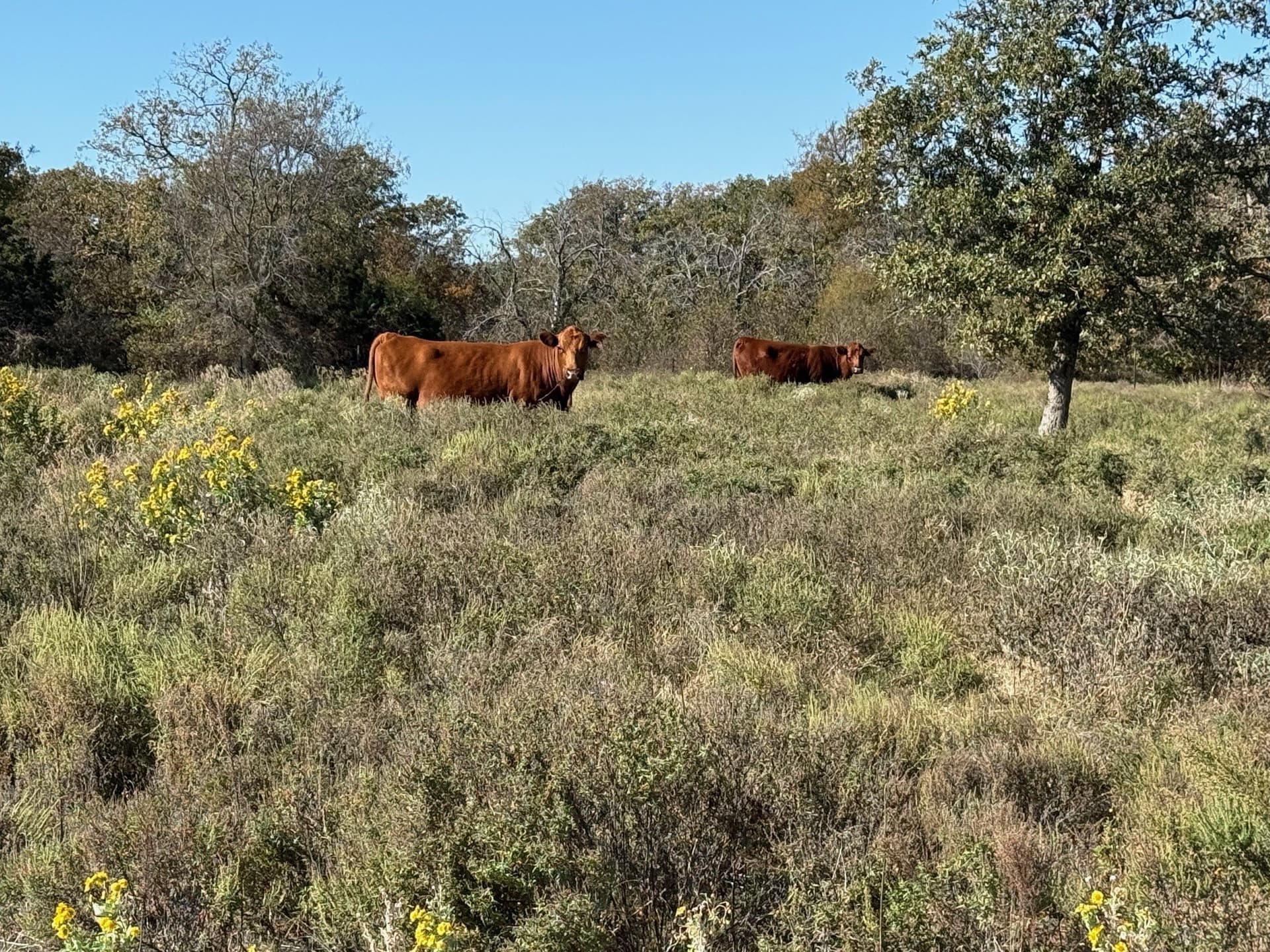 6.61 acres in Palo Pinto County - photo 14