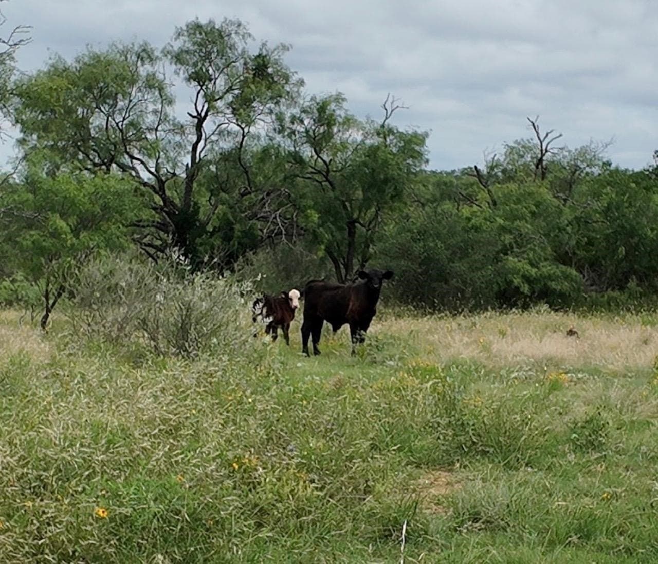 207 acres in San Saba County - photo 16