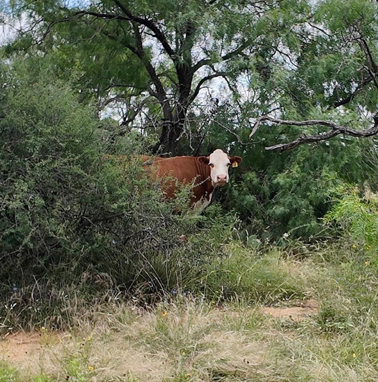 207 acres in San Saba County - photo 22