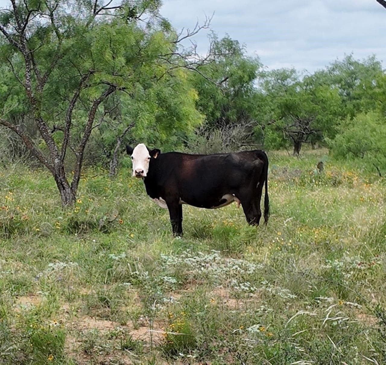 207 acres in San Saba County - photo 10