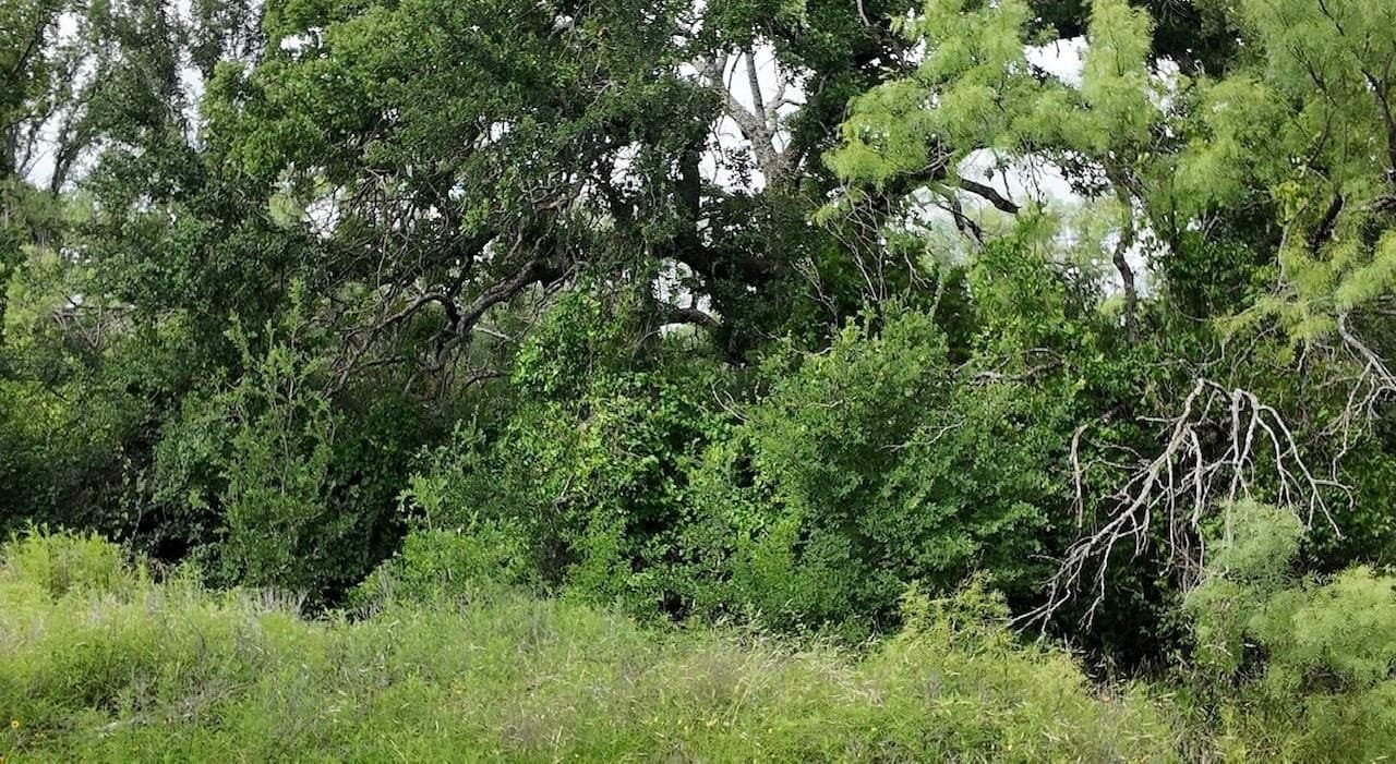207 acres in San Saba County - photo 12