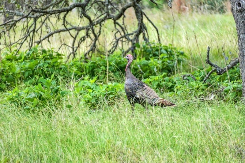 20.5 acres in Gillespie County - photo 14