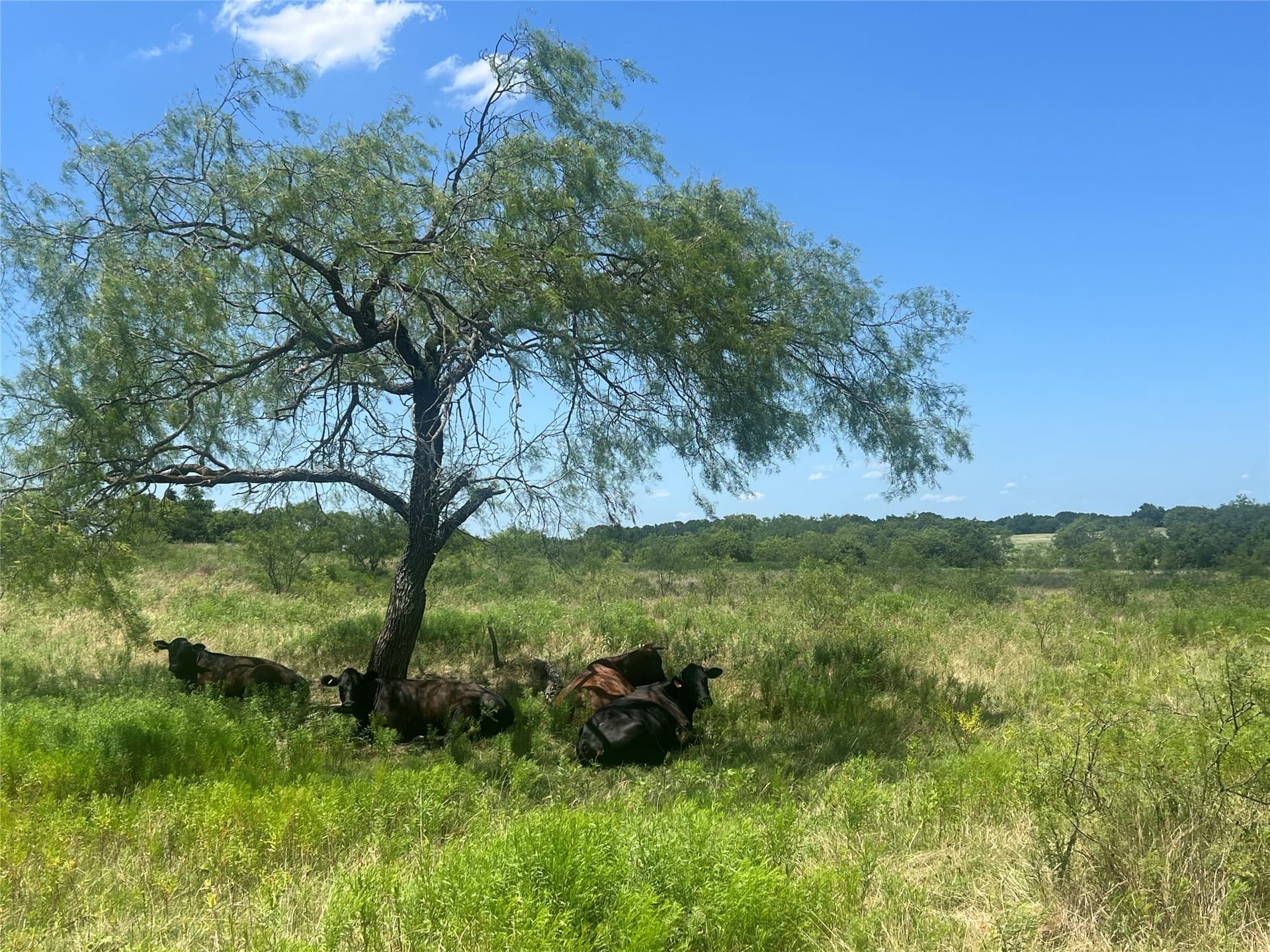 52.5 acres in Hill County - photo 16