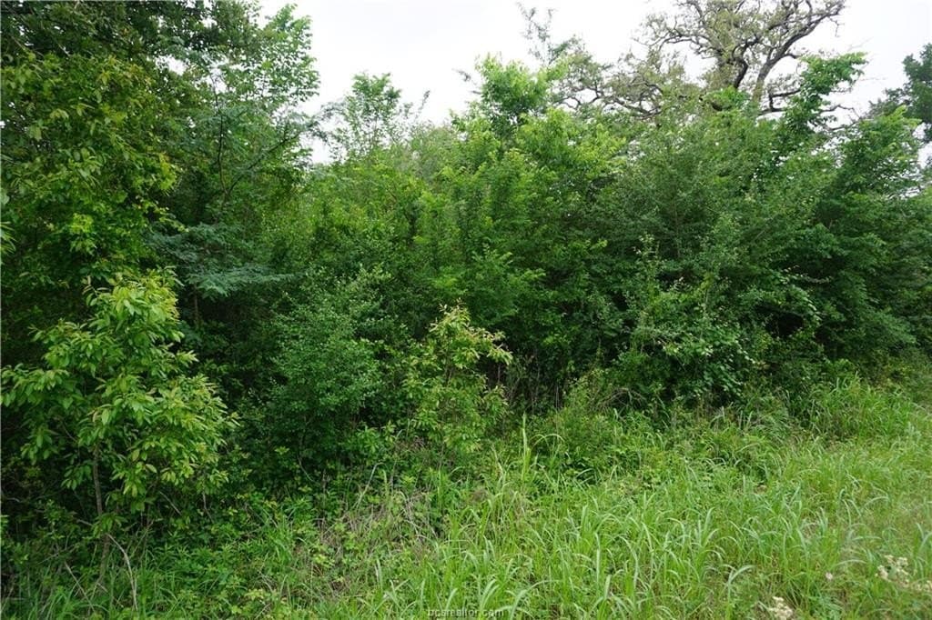2.07 acres in Burleson County gallery image 4