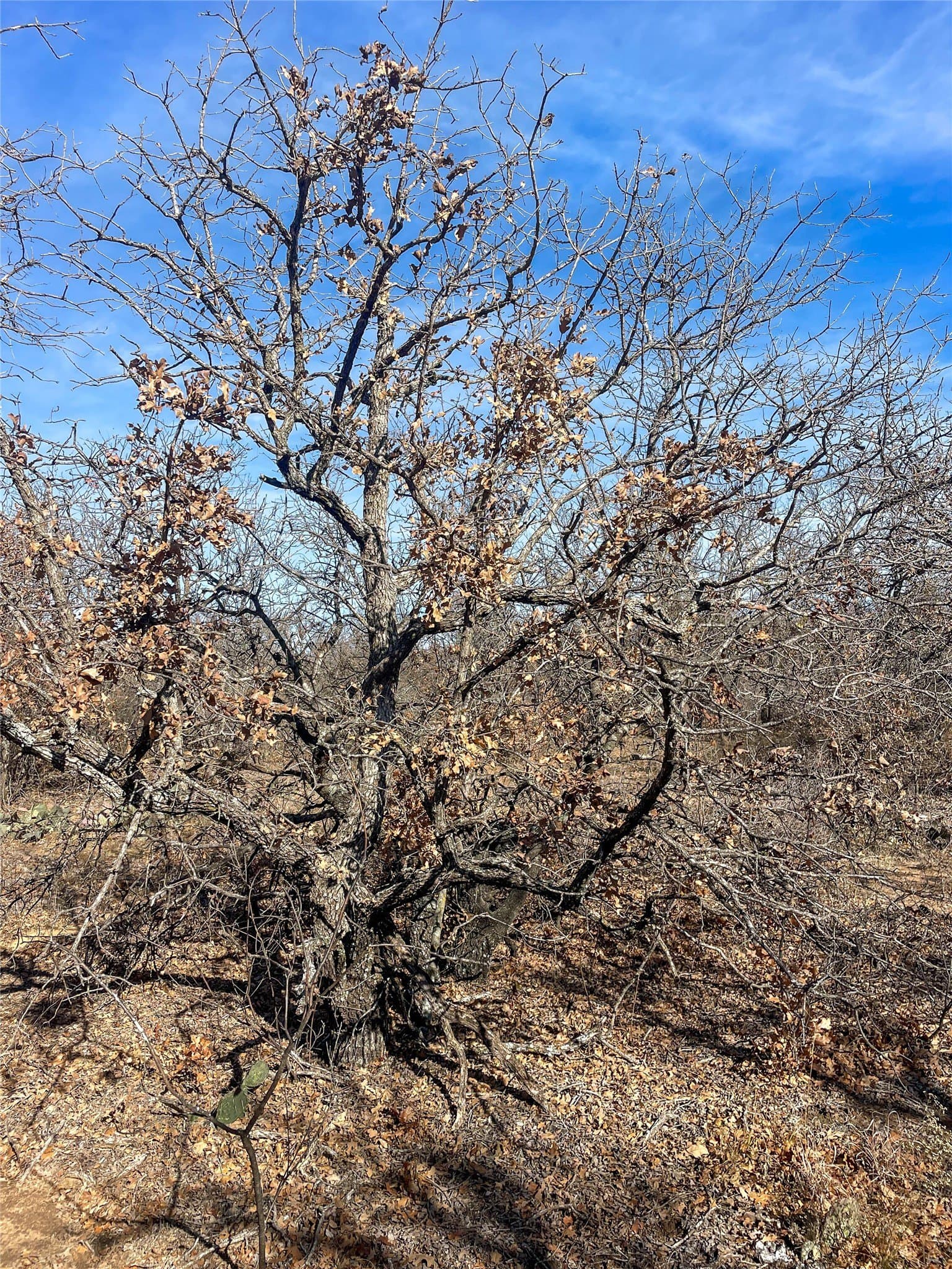 11 acres in Jones County - photo 10