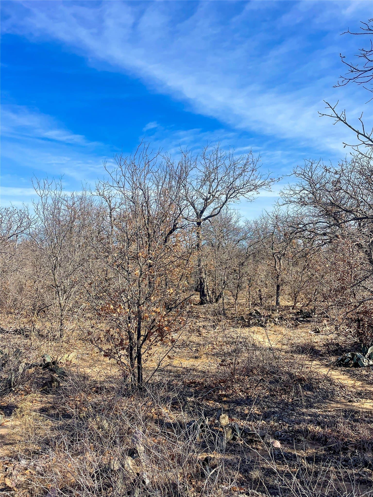 11 acres in Jones County - photo 13
