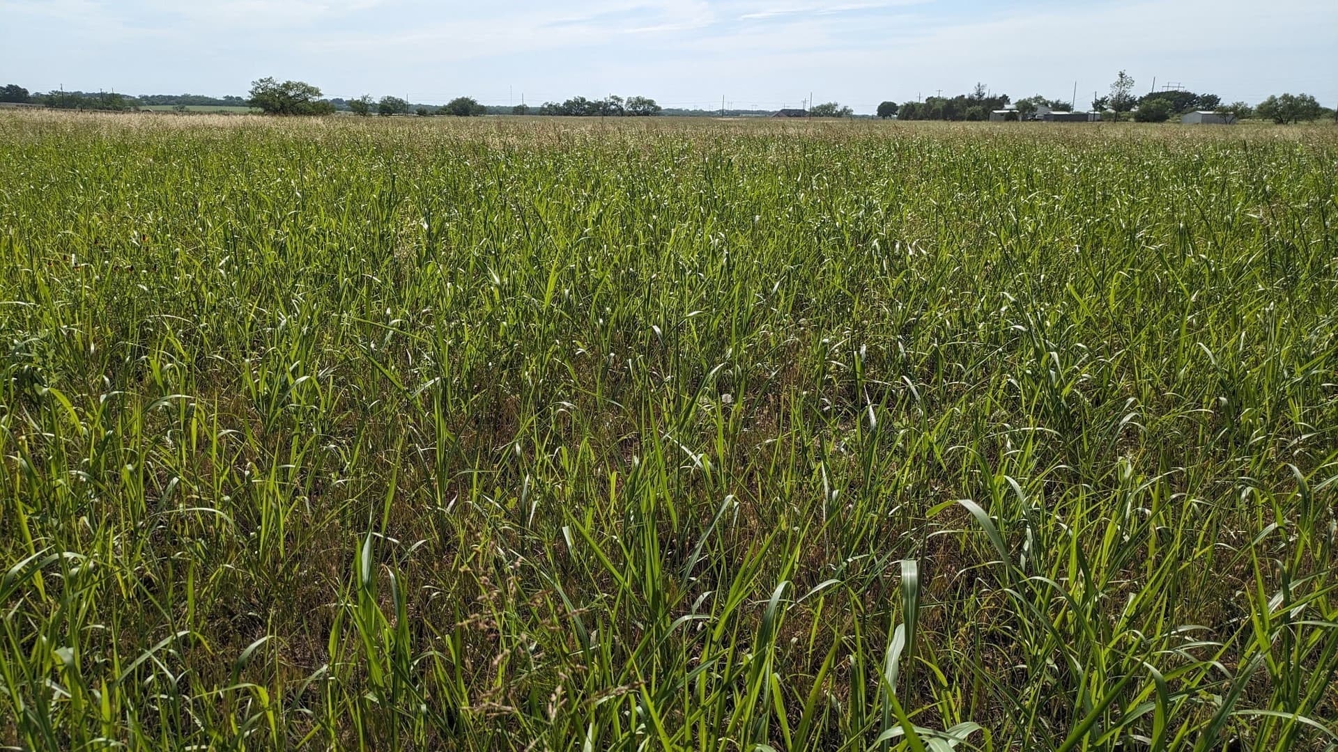 21.36 acres in Callahan County gallery image 4
