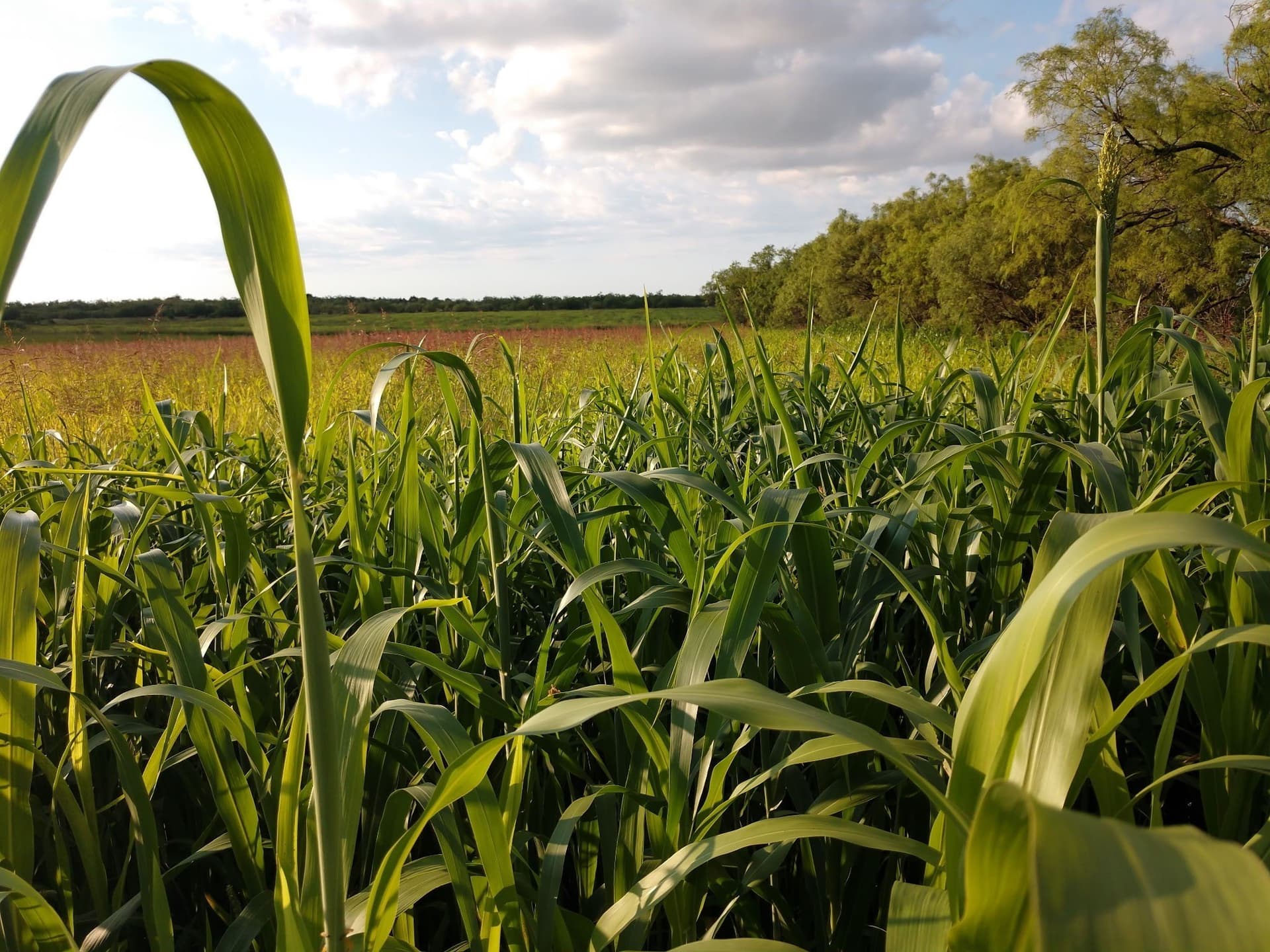21.36 acres in Callahan County gallery image 2