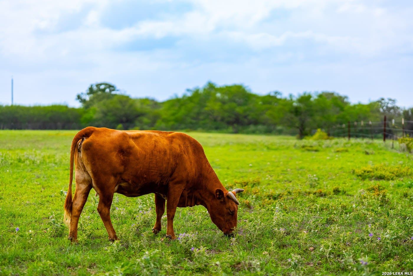 30 acres in Guadalupe County - photo 49