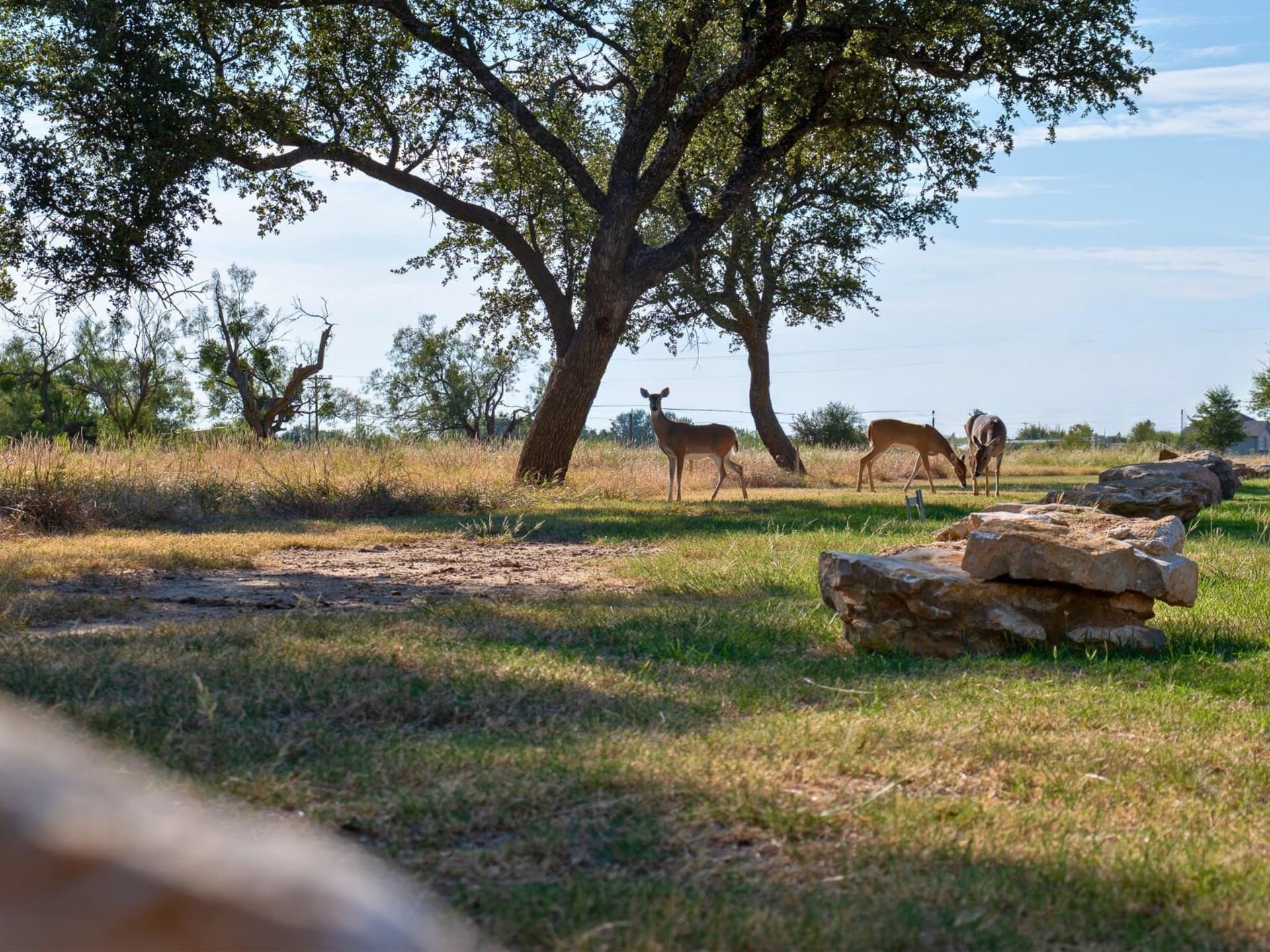 0.11 acres in Palo Pinto County - photo 10
