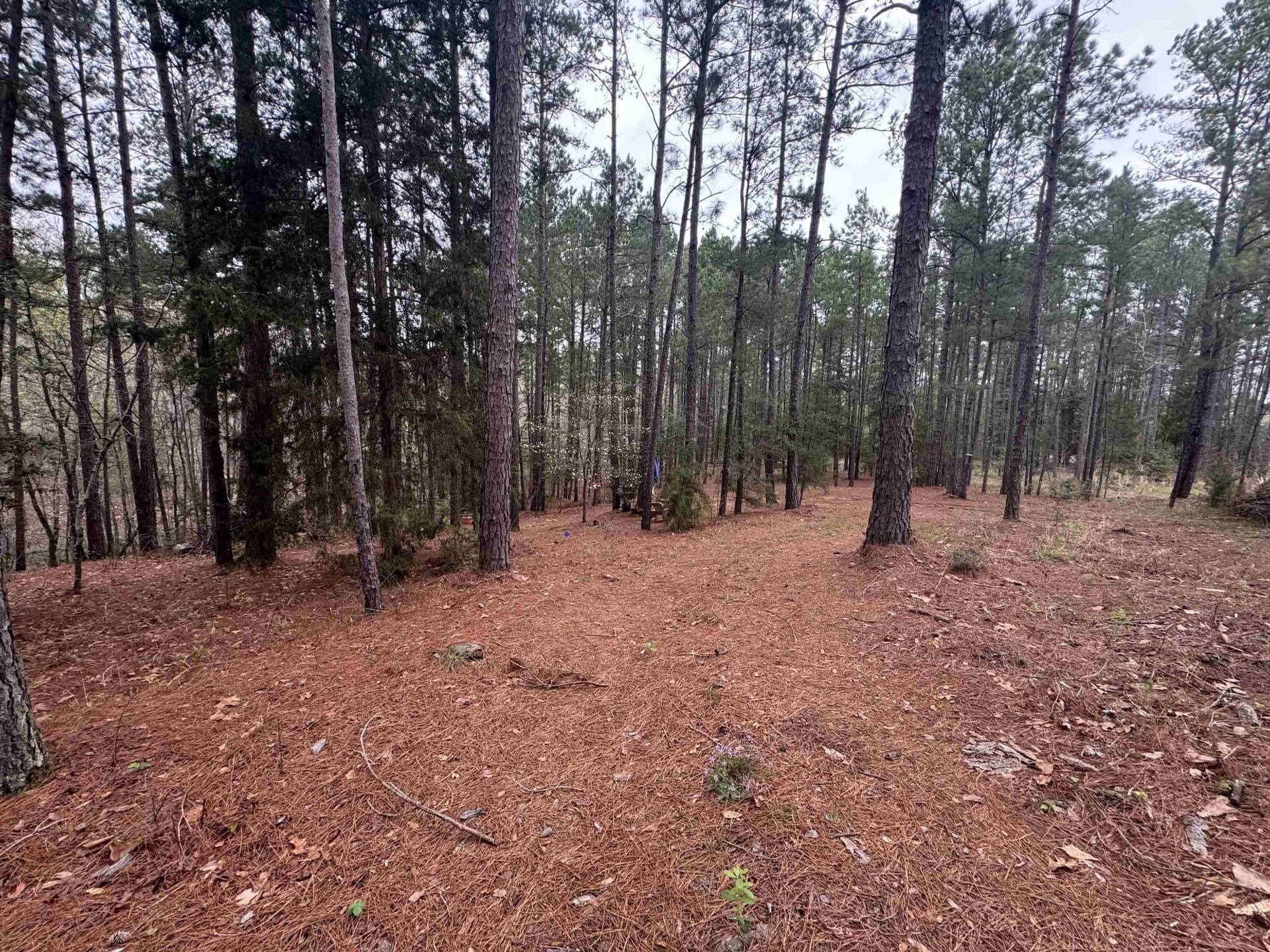 2.35 acres in Texas County gallery image 2